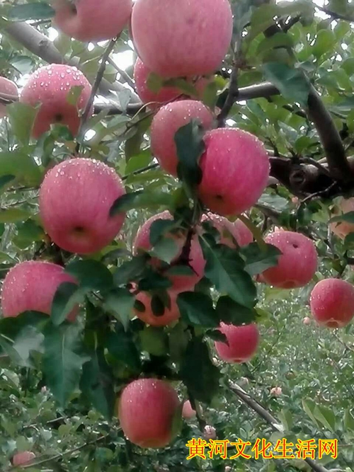 亚洲第一高山果园-寺河山苹果