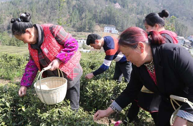 湖北鹤峰：高山有机茶开采 帮扶企业送技促增收