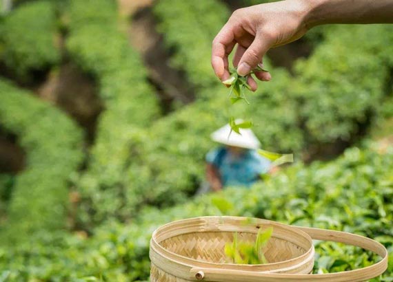 各地多种方式助推茶叶增值 农民增收