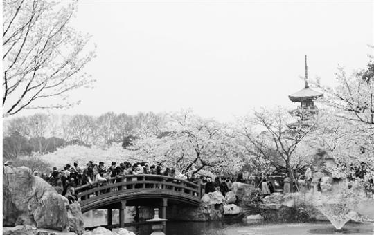 新花城迎来春天盛事，去武汉八大赏花地标打卡