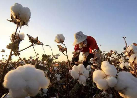 各地棉花丰收在望 今年新棉价格可能低于去年