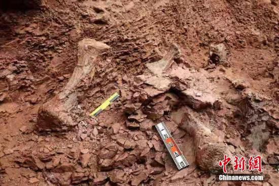 甘肃永靖再次发现巨型恐龙骨骼化石