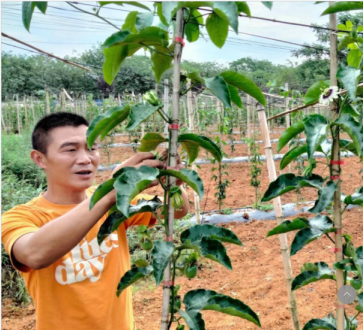 蒙思伟：让南充当地百香果走进千家万户