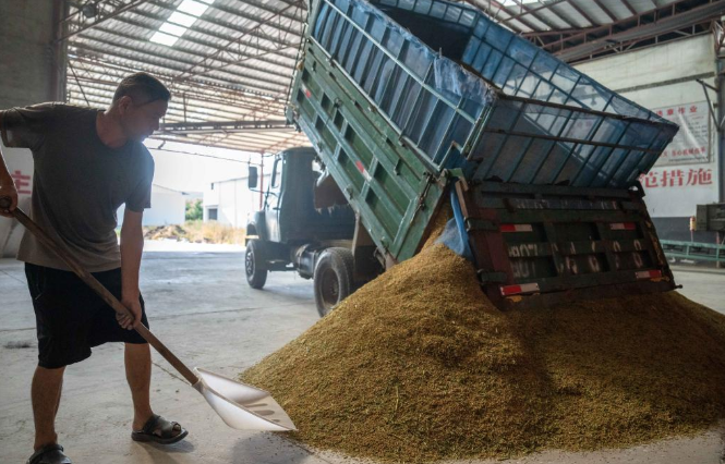 烘干厂里看夏收